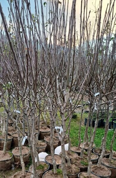 Kırmızı Armut (Starkrimson) Fidanı 6-7 Yaş-Boy 200 cm-Gövde Çevresi 8-12 cm