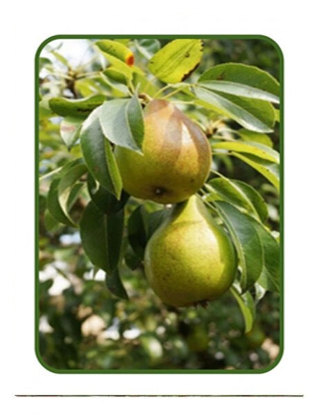 Kalınsap Armut Fidanı 150 cm