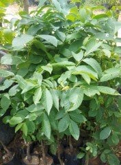 Chandler Ceviz Fidanı 100-120 cm