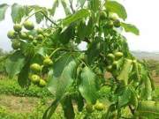 Chandler Ceviz Fidanı 80-120 cm