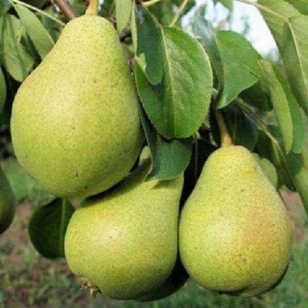Değirmendere  Armut Fidanı 150 cm