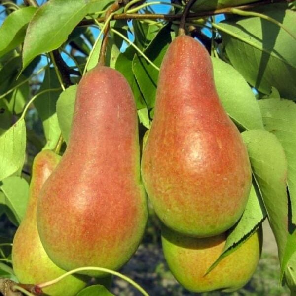 Talgar Güzeli-Kazak Güzeli Armut Fidanı 150 cm