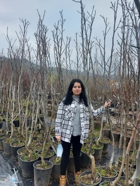 Ceviz (Chadler)  6 Yaş, 250-300 cm Boy-Gövde Çevresi 6-10 cm-Meyveli