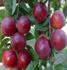 Havran Erik Fidanı 7-8 Yaş-Gövde Çevresi 12-14 cm
