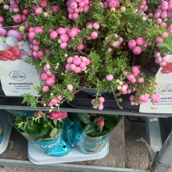 İnci Mersini Pernettya Mucronata Saksıda