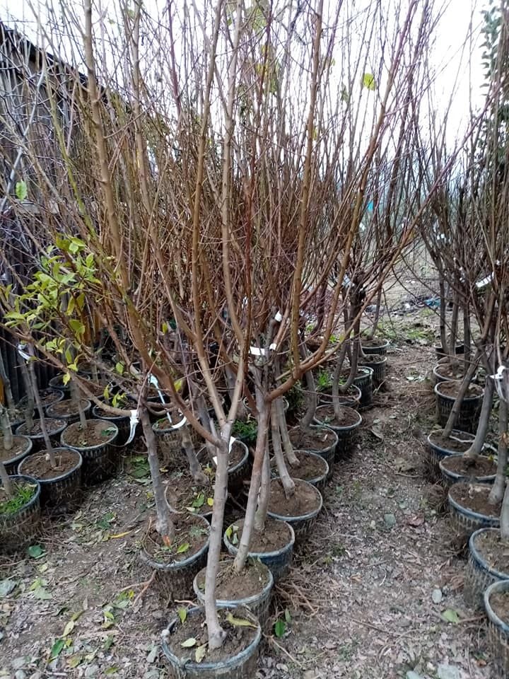 Nataşa Erik Fidanı 7-8 Yaş-Gövde Çevresi 14-16 cm