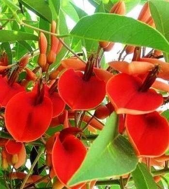 Erythrina Crista Galli-Mercan Ağacı Fidanı 200 cm