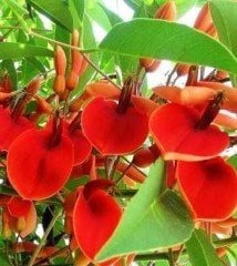 Erythrina Crista Galli-Mercan Ağacı Fidanı 200 cm