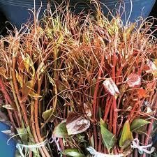 Melocan Otu (Diken Ucu-Kırçan ) Bitkisi 30-80 cm