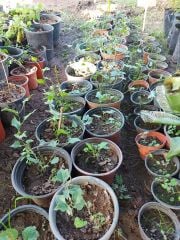 Melocan Otu (Diken Ucu-Kırçan ) Bitkisi 30-80 cm