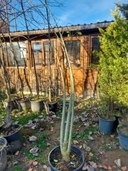 Erythrina Crista Galli-Mercan Ağacı Fidanı 200 cm