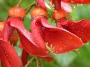 Erythrina Crista Galli-Mercan Ağacı Fidanı 200 cm