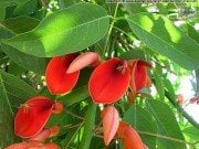 Erythrina Crista Galli-Mercan Ağacı Fidanı-Anaç- 150 cm