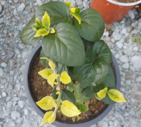 Ful Yasemin Fidanı- Boy 30-50 cm-Parfüm Kokulu