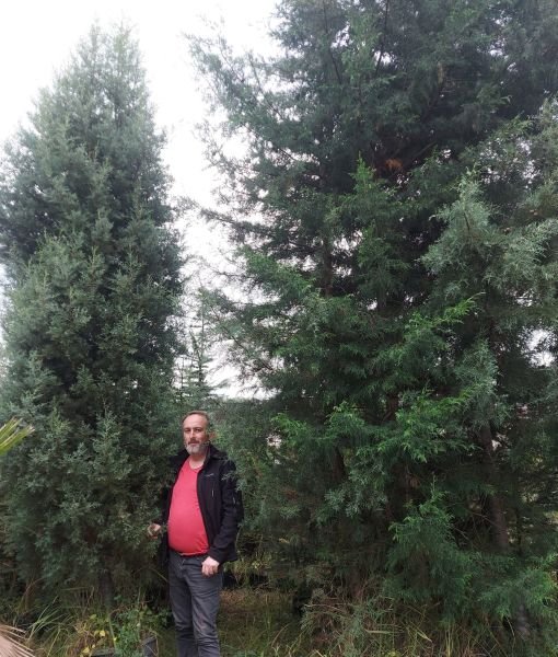 Cupressus Arizonica (Arizona Servisi) Mavi Servi Fidanı 600-750 cm
