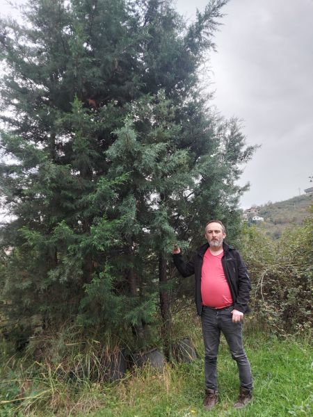 Cupressus Arizonica (Arizona Servisi) Mavi Servi Fidanı 600-750 cm