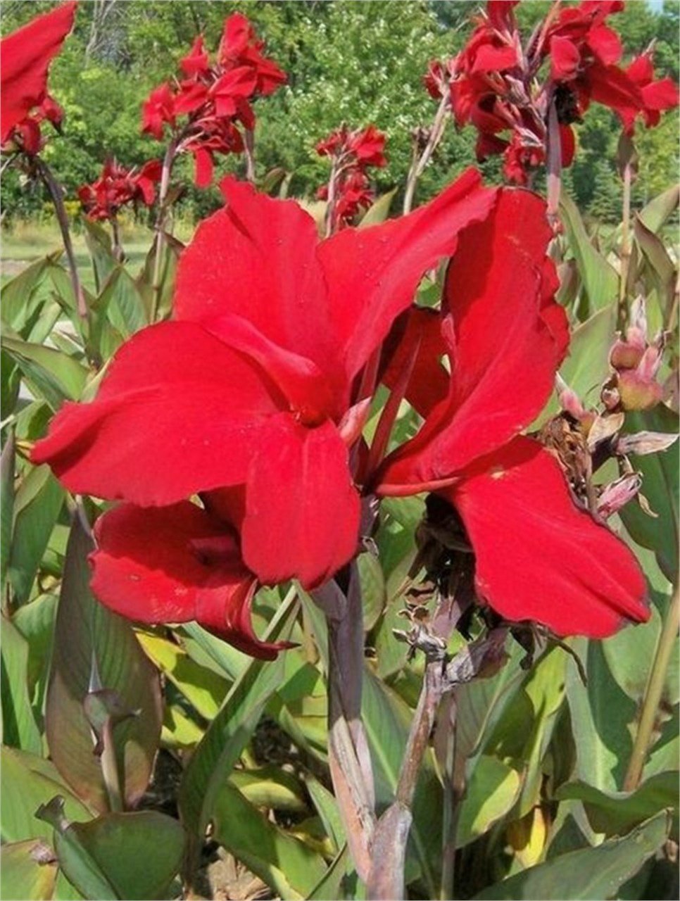 Canna x indica Red Dazler Kanna-Kana Tesbih Çiçeği Fidanı