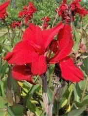 Canna x indica Red Dazler Kanna-Kana Tesbih Çiçeği Fidanı