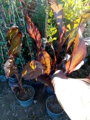 Canna x indica Red Dazler Kanna-Kana Tesbih Çiçeği Fidanı