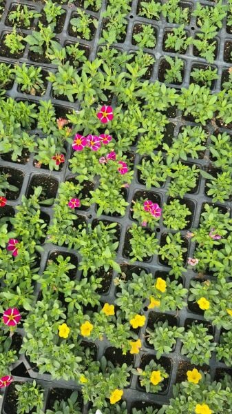 Calibrachoa Çiçeği Milyon Çanlar Çiçeği