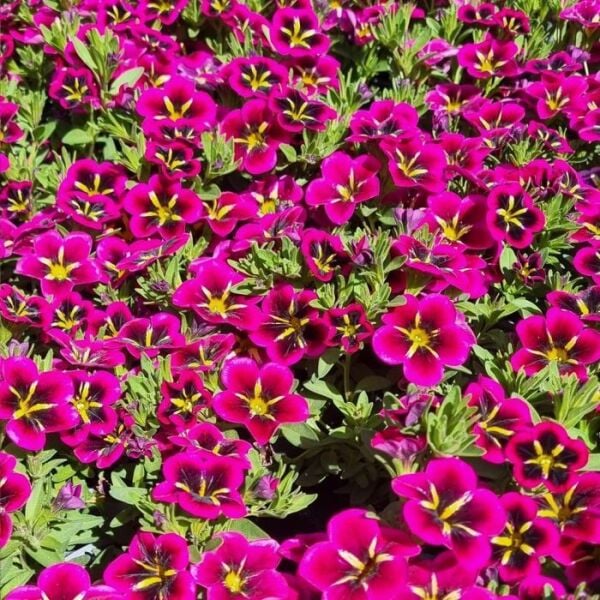 Calibrachoa Çiçeği Milyon Çanlar Çiçeği mix