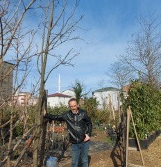 Elma (Granny Smith) Fidanı Boy 350 cm-20 Yaş-Gövde Çapı 40-45 cm