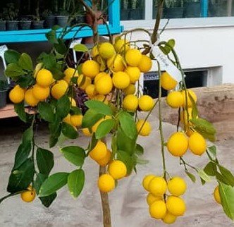 Flying Dragon Üzerine Aşılı Tam Bodur-Masa Üstü Mayer-Yediveren Limon