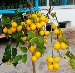 Flying Dragon Üzerine Aşılı Tam Bodur-Masa Üstü Mayer-Yediveren Limon