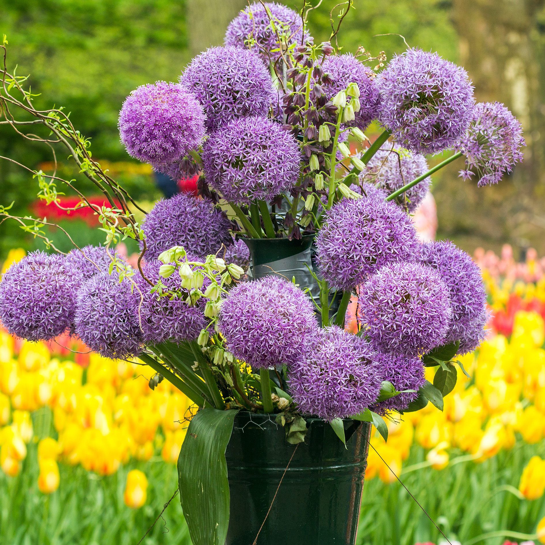 Allium Christophii Saksı içinde Canlı 1 Adet Soğan