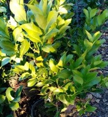 Flying Dragon Üzerine Aşılı Tam Bodur-Masa Üstü Yediveren Limon