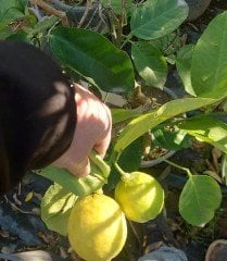 Flying Dragon Üzerine Aşılı Tam Bodur-Masa Üstü Jumbo Yediveren Limon-Bol Meyveli