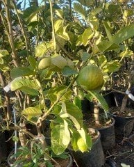 Flying Dragon Üzerine Aşılı Tam Bodur-Masa Üstü Jumbo Yediveren Limon-Bol Meyveli