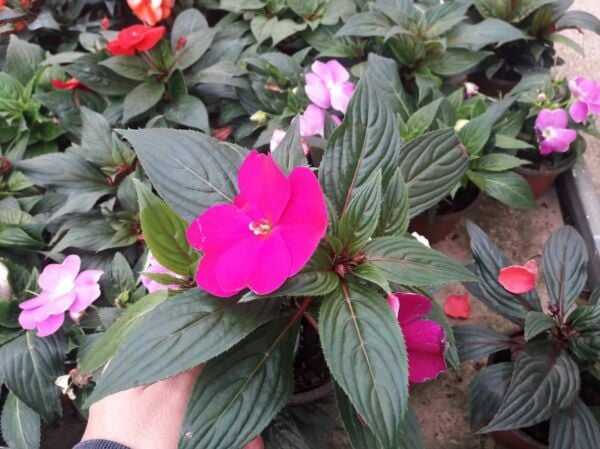 Pembe Katlı Cam Güzeli