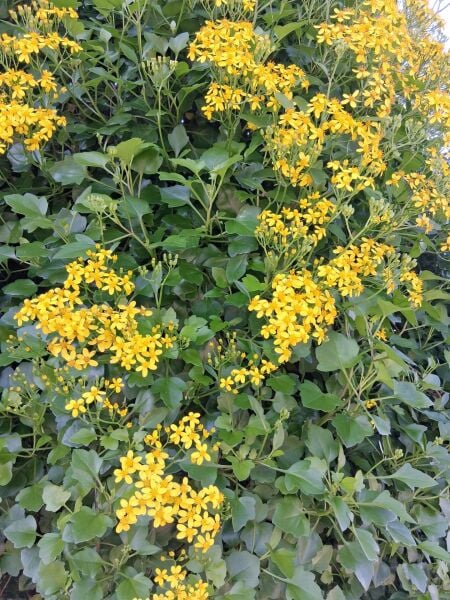 Senecio Angulatus (Afrika Sarmaşığı) 20 cm