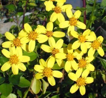 Senecio Angulatus (Afrika Sarmaşığı) 20 cm