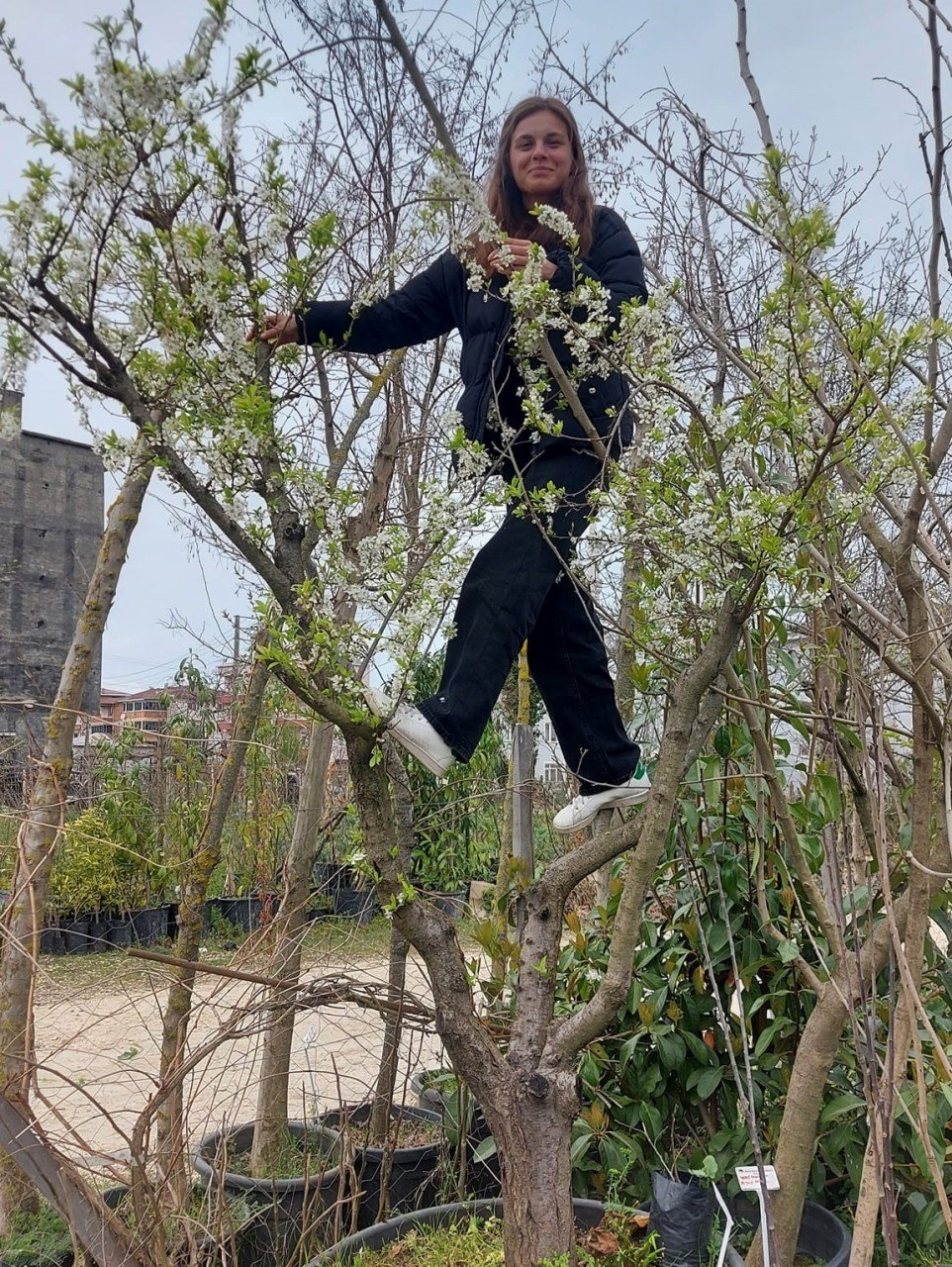 Can Eriği Fidanı 30 Yaş Boy 350 cm-Gövde Çapı 50-54 cm