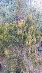 Thuja Occiılerıtalis Mazı Fidanı 170-180 cm