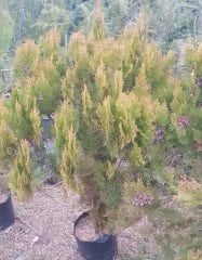Thuja Occiılerıtalis Mazı Fidanı 170-180 cm