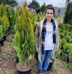 Thuja Occiılerıtalis Mazı Fidanı 170-180 cm