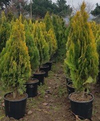 Thuja Occiılerıtalis Mazı Fidanı 170-180 cm