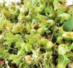 Fındık (Çakıldak -Soğuk İklim) Fidanı 120-150 cm