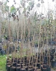 Fındık (Çakıldak -Soğuk İklim) Fidanı 120-150 cm