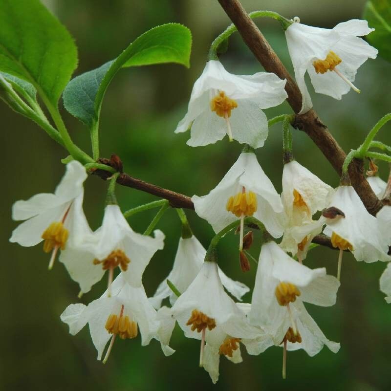 Halesia Carolina, Kar Tanesi Ağacı fFdanı 0-20 cm