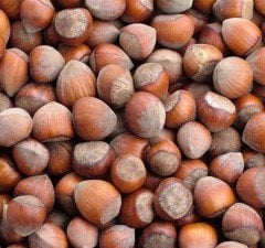 Fındık (Çakıldak -Soğuk İklim) Fidanı 120-150 cm