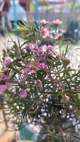 Balmumu Çiçeği-Chamelaucium Uncinatum