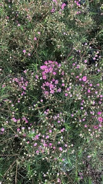 Balmumu Çiçeği-Chamelaucium Uncinatum