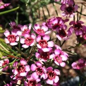 Balmumu Çiçeği-Chamelaucium Uncinatum