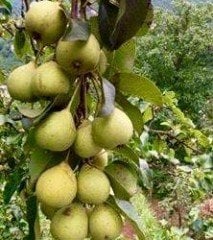 Kiraz Armutu Fidanı 120-150 cm