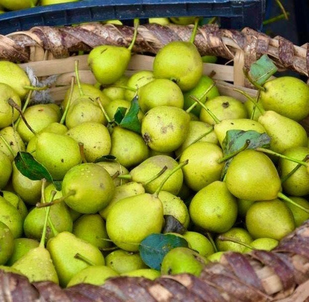 Kiraz Armutu Fidanı 120-150 cm