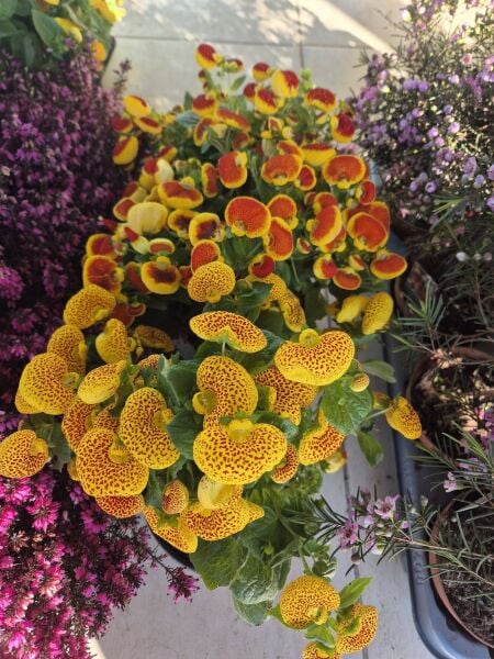 Hanım Çantası Çiçeği Calceolaria